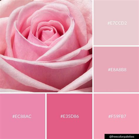 rosa color-4